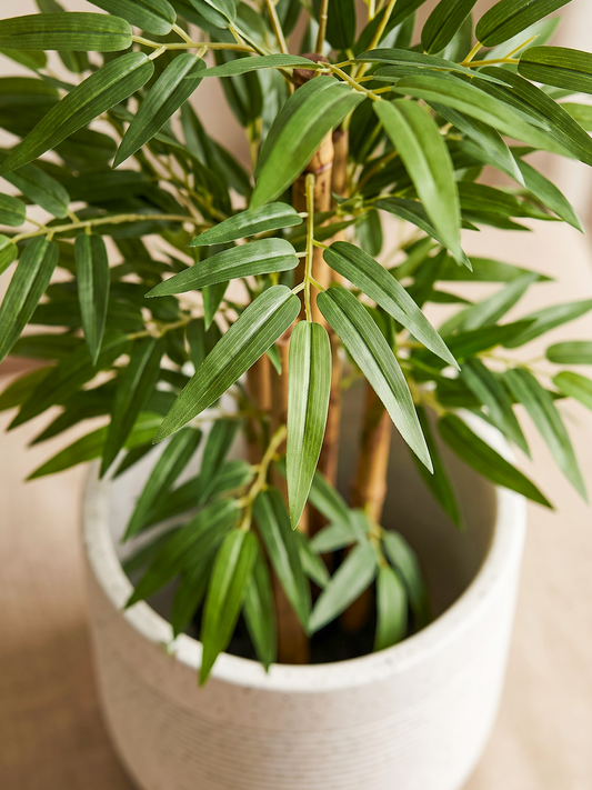 BAMBOO TREE N.S