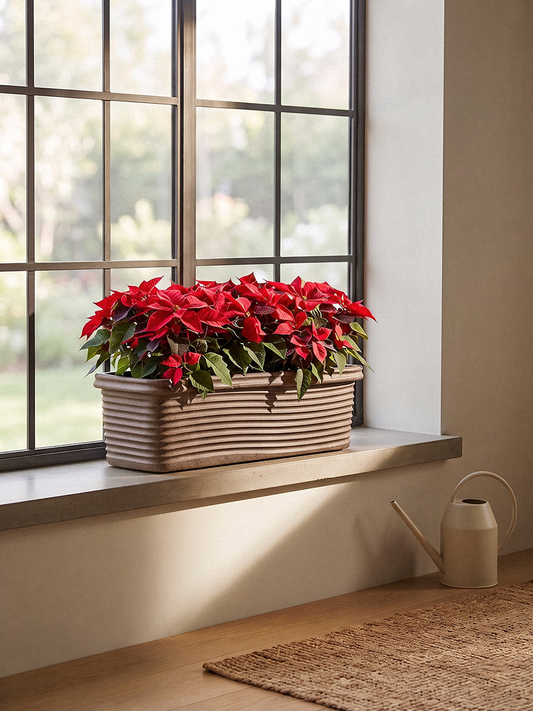 FLORENCE PLANTER
