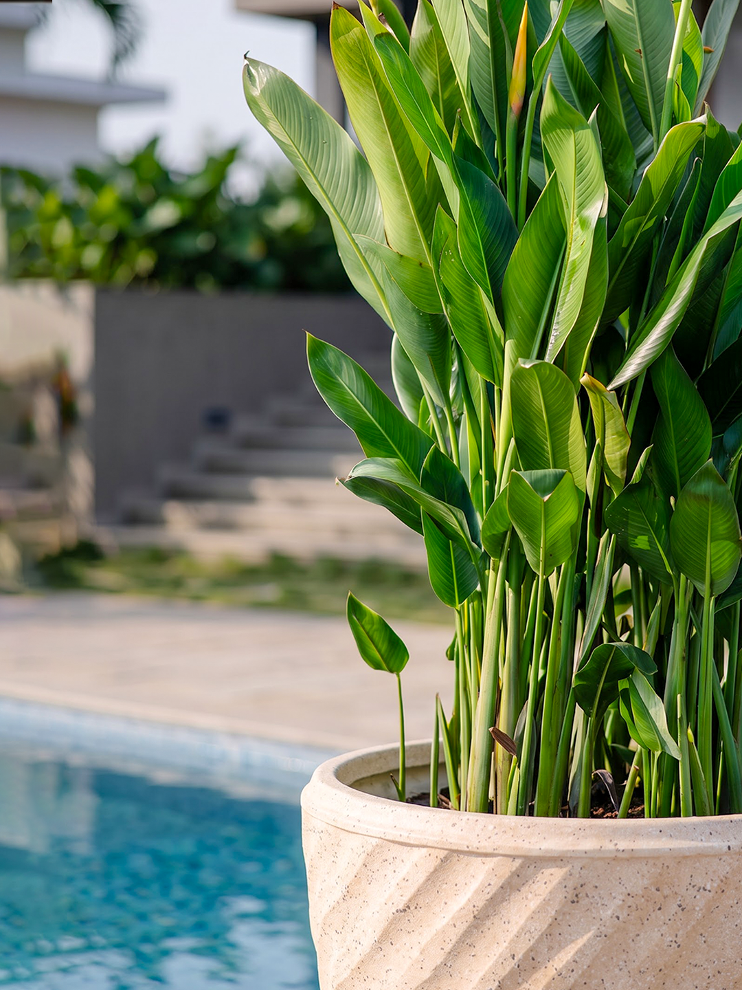 EURO PLANTER
