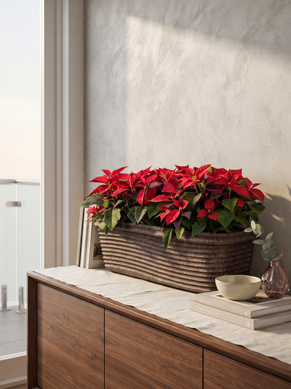 FLORENCE PLANTER