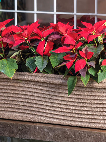 FLORENCE PLANTER