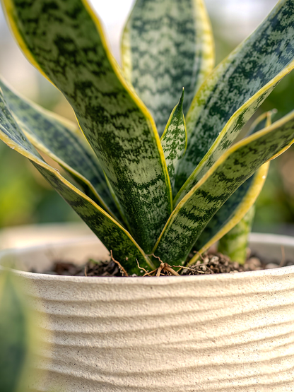 HAVANA MARBLE FINISH PLANTER