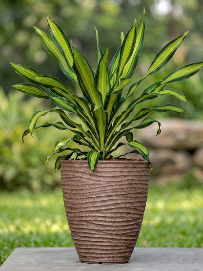HAVANA PLANTER