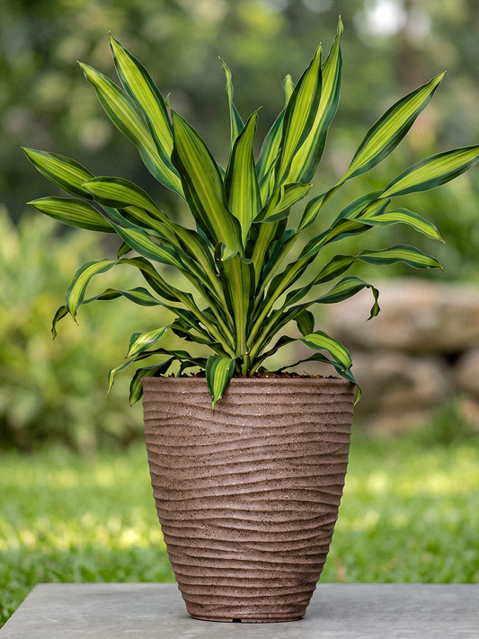HAVANA PLANTER
