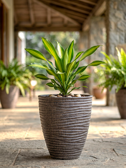 HAVANA PLANTER