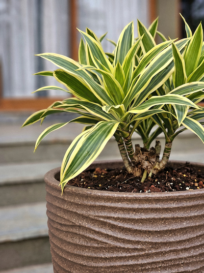 HAVANA PLANTER