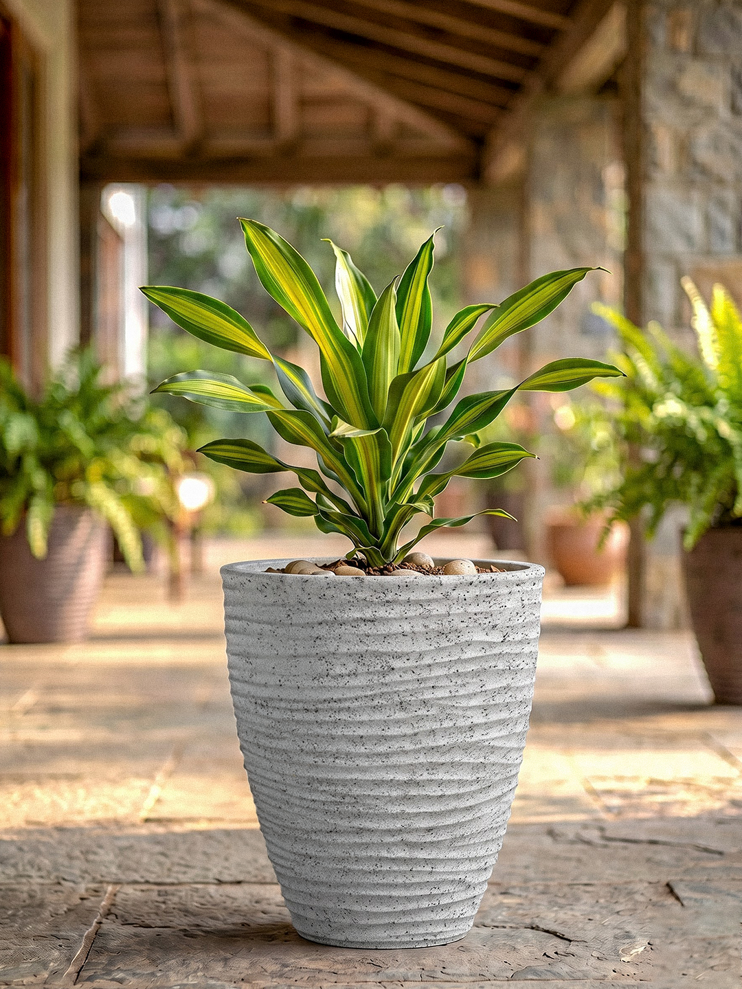 HAVANA PLANTER