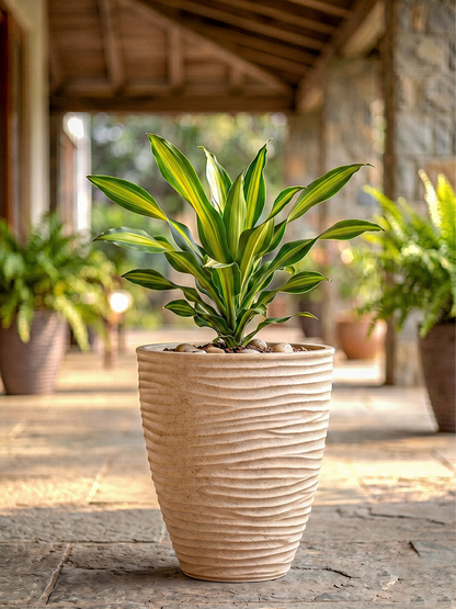 HAVANA PLANTER