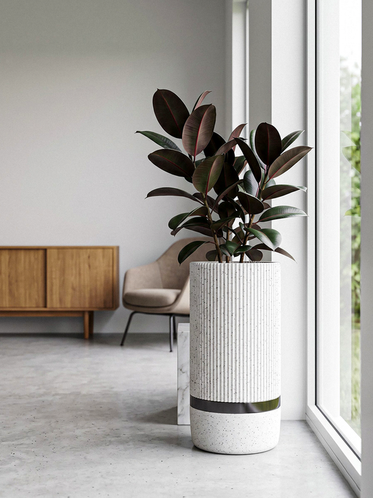 I AURA