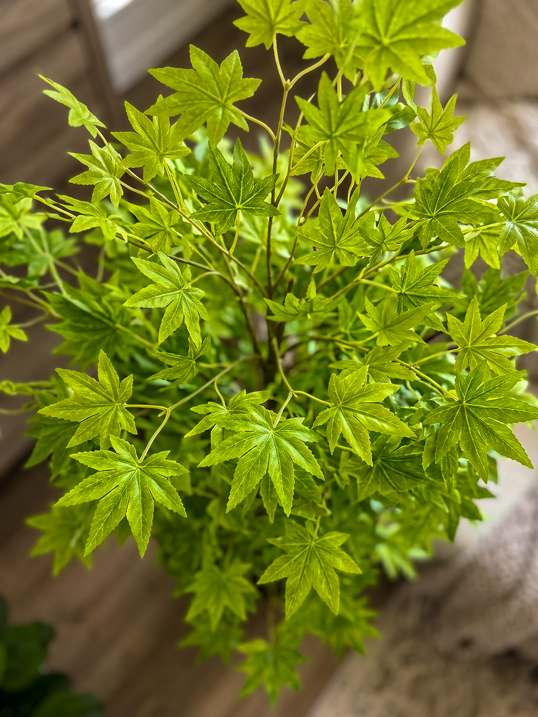 MAPLE GREEN N.S