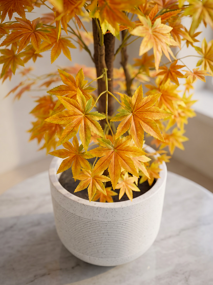 MAPLE ORANGE N.S