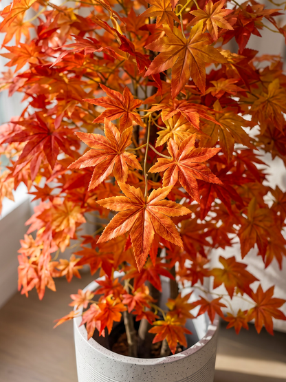 MAPLE RED