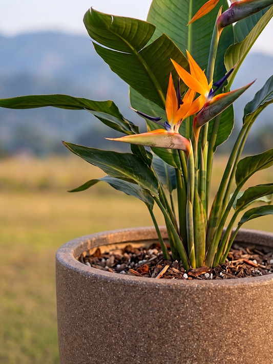 OHIO PLANTER
