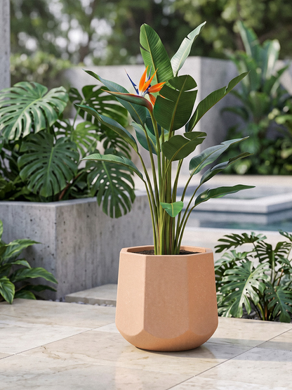 OREGON PLANTER