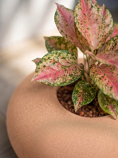 PEBBLES POT PLANTER